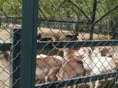 -北京麋鹿生态实验中心
