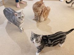 -猫友咖啡店(玉林西路店)