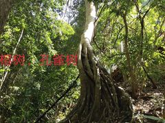 -西双版纳原始森林公园