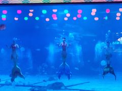 -烟台海昌鲸鲨海洋公园