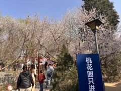 -桃花堤公园