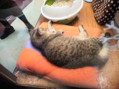 -龟与熊猫宠物公园(南坪店)