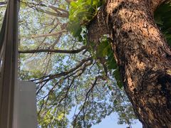 -Cheevit Cheeva(Sirimangkalajarn)