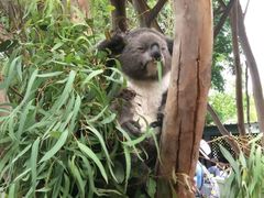 -费瑟代尔野生动物园