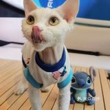 夏日清爽中山陵里的咖啡店