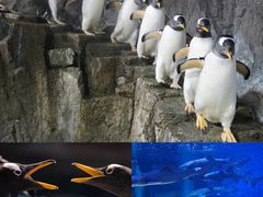 -海合安成都极地海洋公园