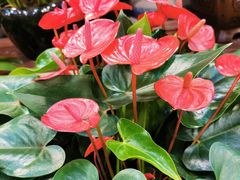 -双季花艺园艺市场(浦东店)