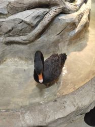 -Zoolung Zoolung动物主题公园(海信广场店)