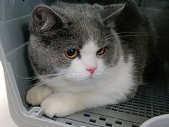 -北京观赏动物医院·24小时大型综合·猫专科·异宠专科