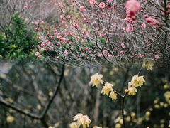 -楠溪江石桅岩