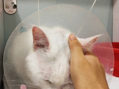 -纳吉亚猫专科动物医院·北北分院