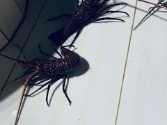 -海盗餐厅