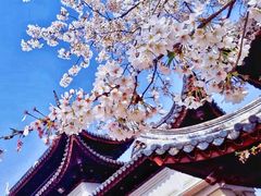 -苏州上方山国家森林公园