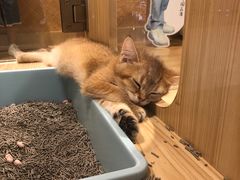 -屋虎猫馆(宝安大仟里店)