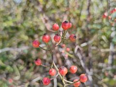 -北京西山国家森林公园