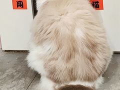-楼上猫咖(罗湖店)
