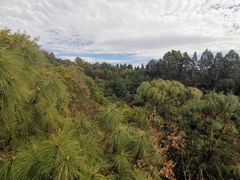 -野象谷景区