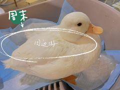 -浣熊柯尔鸭土拨鼠·电玩咖