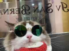 -车接车送·寄养洗护·德文猫舍(大宁店)