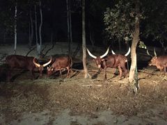 -清迈夜间动物园