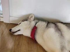 -Husky Go! 哈士奇体验馆·宠物咖啡厅狗咖
