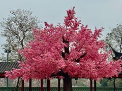 -广东圆玄道观