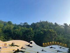 -西双版纳原始森林公园