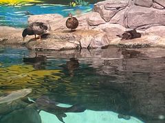 -上海海洋水族馆