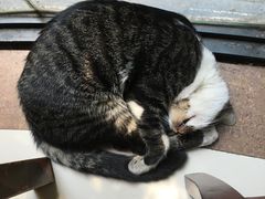 -镇南锅盖面馆(解放路店)