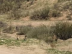 -鄂尔多斯野生动物园