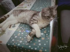 -吉丁鸟咖·异宠·寄养