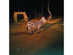 -清迈夜间动物园