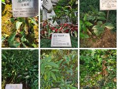 -广州神农草堂中医药博物馆