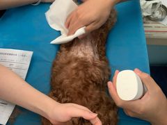 -瑞派·关忠动物医院·猫专科·犬专科(三环新城店)
