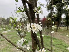 -洪湖家庭农场·团建·露营·会议