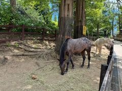 -神户市立六甲山牧场