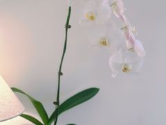 -本無咖啡·BeanWood Coffee