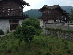 -大唐贡茶院