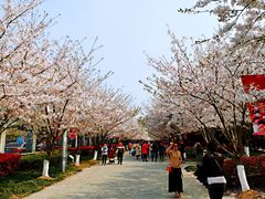 景点-高东镇樱花园