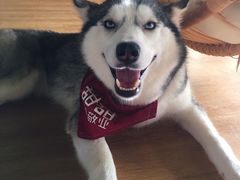 -Husky Go! 哈士奇体验馆·宠物咖啡厅狗咖