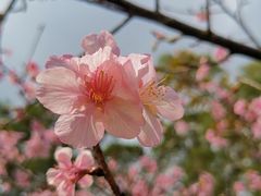 -大埔公路-马料水段香港中文大学(公交站)