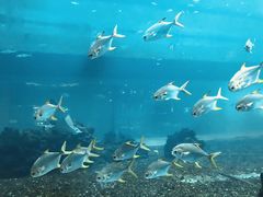 -海棠湾洲际-涛·海底餐厅·美人鱼·自助餐·海底隧道