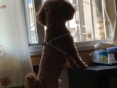 -翊宠yipet猫狗购宠庄园犬舍•猫舍