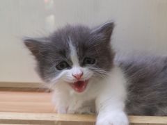 -钦宠·猫咪售卖·洗护·寄养(东圃旗舰店)
