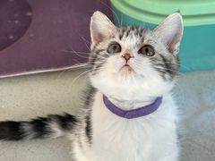 -糯米喵星人总部直营旗舰店·猫舍·幼猫出售