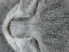-喵的天空名猫咖啡馆·撸猫·猫舍·用品