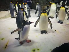 -凯莉-塔尔敦海洋生物水族馆