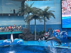 -海合安成都极地海洋公园