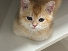 -中农国际动物医院24小时·猫科·骨科·急重症中心