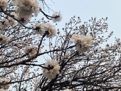 -北京凤凰岭